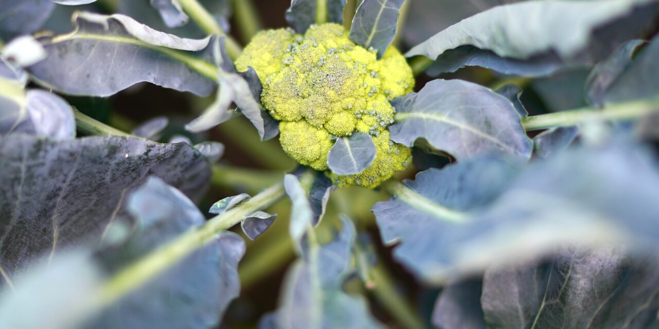 The Top 5 Plant-Based Superfoods You Need to Try