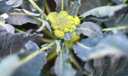 The Power of Superfoods: How to Incorporate Them into Your Plant-Based Diet