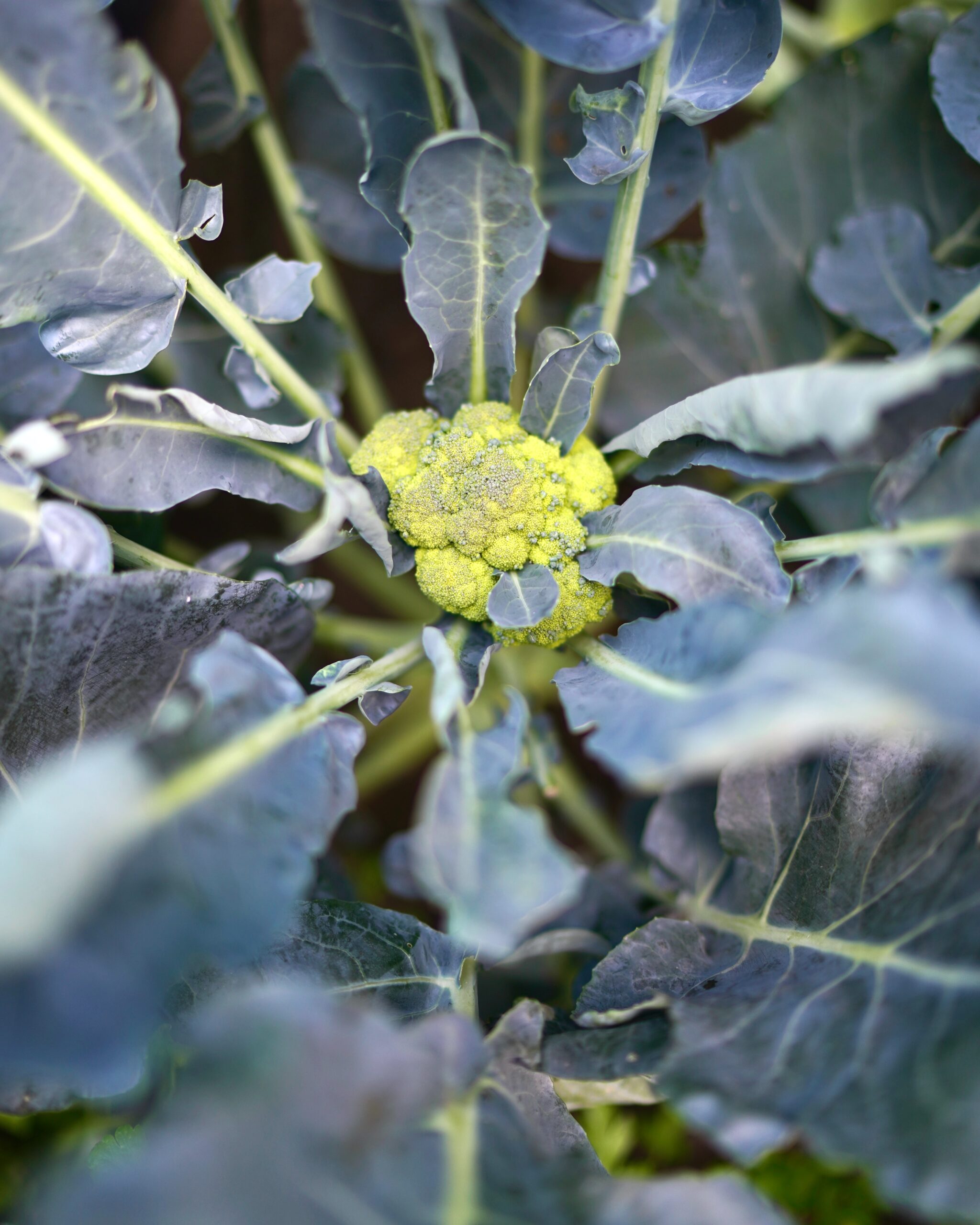The Power of Superfoods: How to Incorporate Them into Your Plant-Based ...